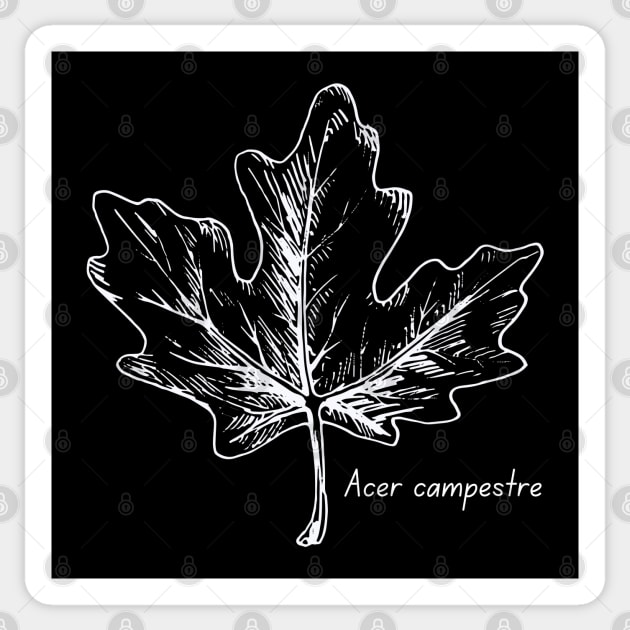 Field maple tree Sticker by High Altitude